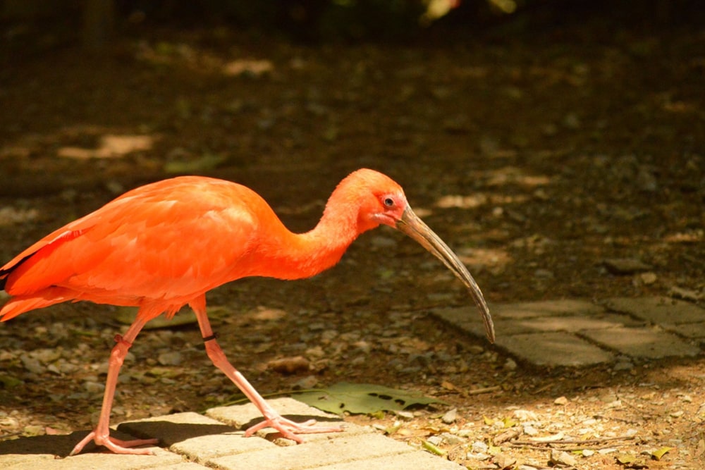 Neo Park Okinawa Ticket - Image 4 of 7