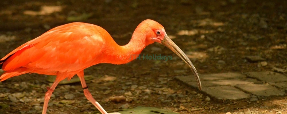 Neo Park Okinawa Ticket - Image 4 of 5