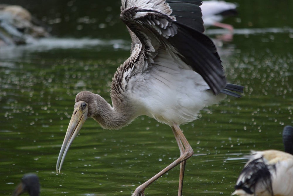 Neo Park Okinawa Ticket - Image 5 of 5