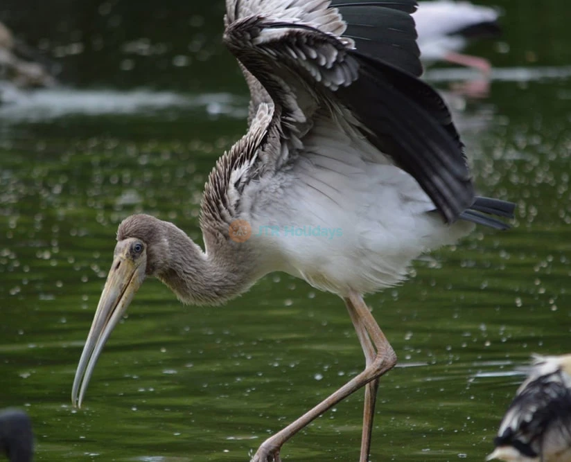 Billet pour Neo Park Okinawa - Image 5 of 7