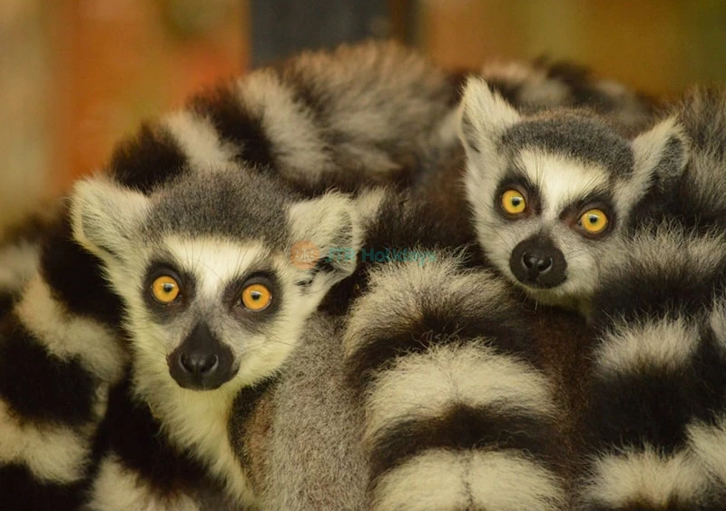 Neo Park Okinawa Ticket