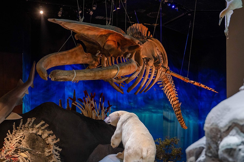 Biglietto Museo di Storia Naturale Abu Dhabi - Immagine 2 di 5