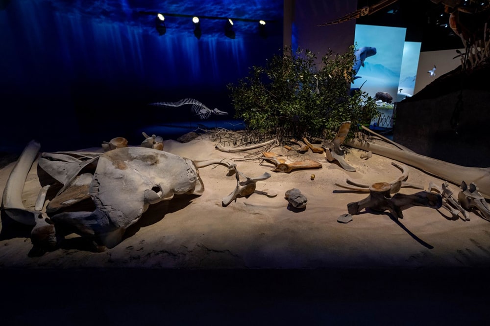 Entrada al Museo de Historia Natural de Abu Dhabi - Imagen 3 de 5