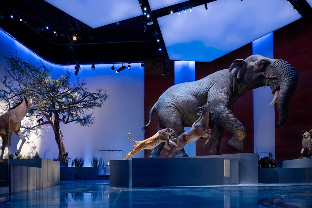 Natural History Museum Abu Dhabi Ticket - Image 4 of 5