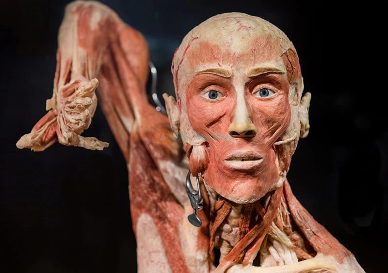 Body Worlds Amsterdam Ticket