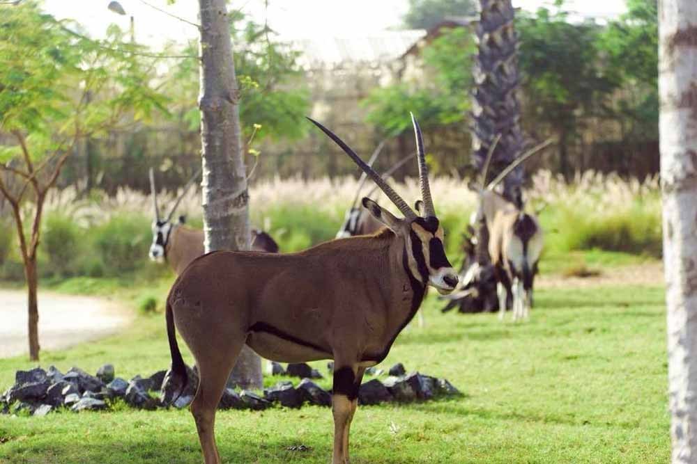 Dubai Safari Park - Dubai Safari Park, the first Safari Park in Dubai which is home of about 2500 animals from all over the world.Best Offers on Tours & Tickets. This is the first Safari Park in Dubai which is a home of about 2500 animals from all over the world. The aims of Dubai municipality are to become one of the top ten zoos internationally. In order to attract tourists worldwide and maintaining a high standard of animal welfare, nutrition, and ethical conduct. Dubai Safari Park - Image 1 of 5