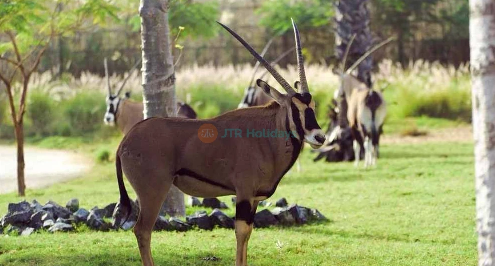 Parque Safari de Dubái - Imagen 1 de 5