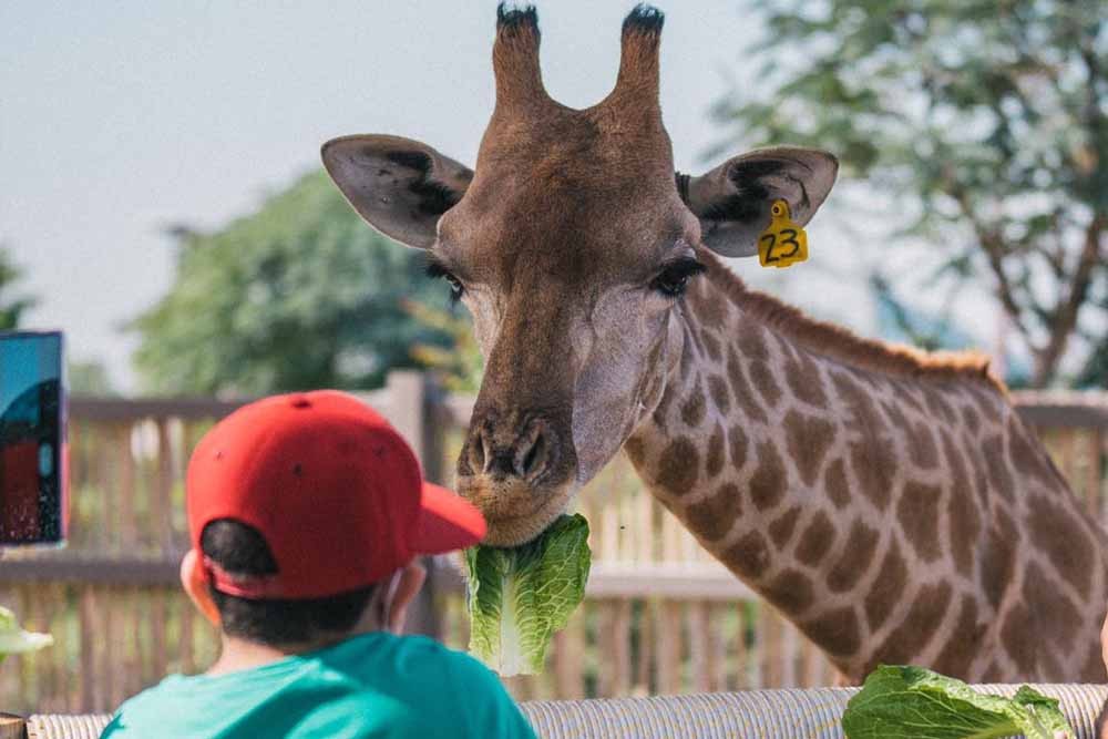Dubai Safari Park - Dubai Safari Park, the first Safari Park in Dubai which is home of about 2500 animals from all over the world.Best Offers on Tours & Tickets. This is the first Safari Park in Dubai which is a home of about 2500 animals from all over the world. The aims of Dubai municipality are to become one of the top ten zoos internationally. In order to attract tourists worldwide and maintaining a high standard of animal welfare, nutrition, and ethical conduct. Dubai Safari Park - Image 2 of 5