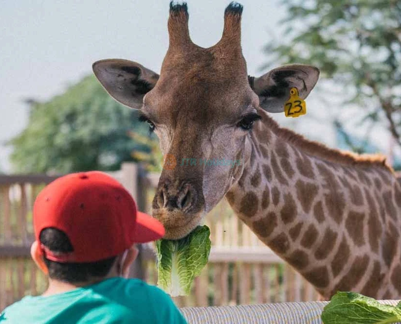 Dubai Safari Park - Best Offers on Tours & Tickets - JTR Holidays - Image 2 of 5