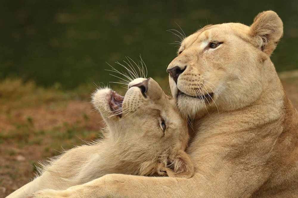 Dubai Safari Park - Image 3 of 5