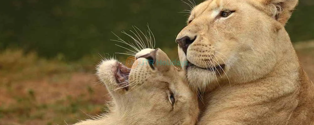 Dubai Safari Park - Best Offers on Tours & Tickets - JTR Holidays - Image 3 of 5