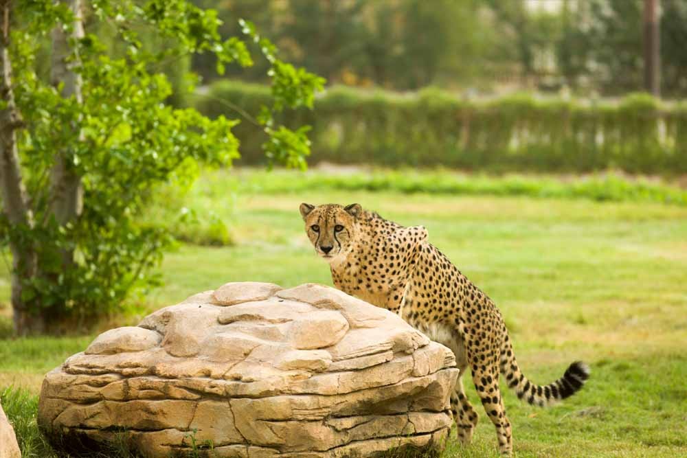 Dubai Safari Park - Image 4 of 8