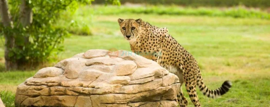 Dubai Safari Park - Best Offers on Tours & Tickets - JTR Holidays