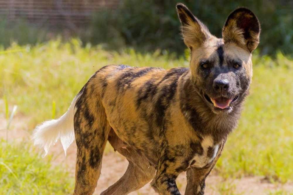 Dubai Safari Park - Image 5 of 5