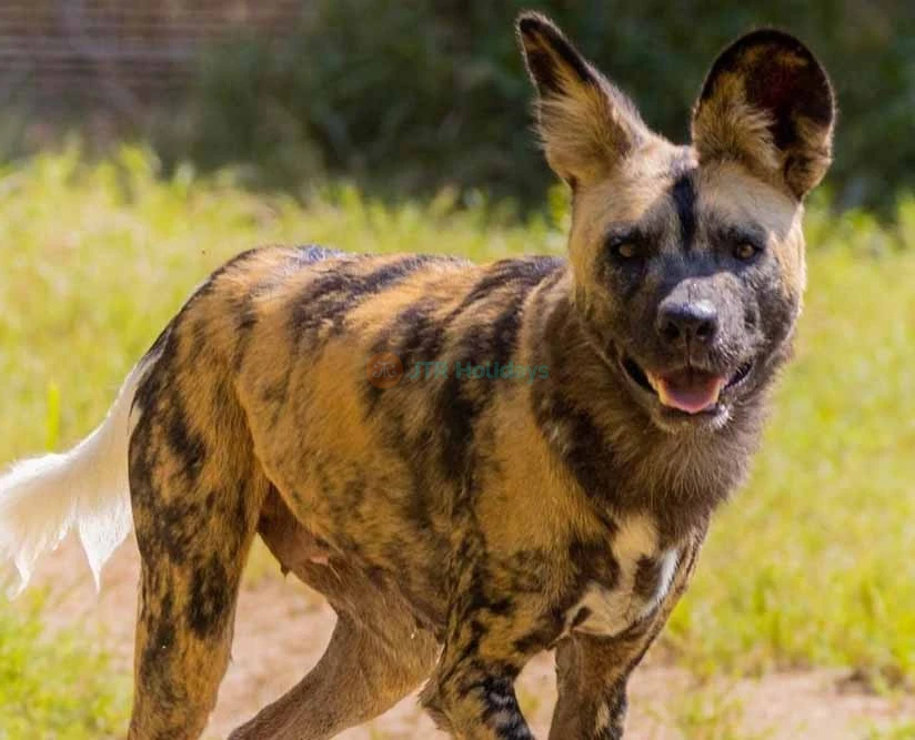 Dubai Safari Park - Best Offers on Tours & Tickets - JTR Holidays - Image 5 of 5