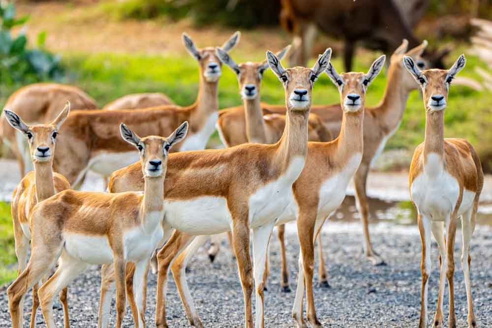 Dubai Safari Park - Image 6 of 8