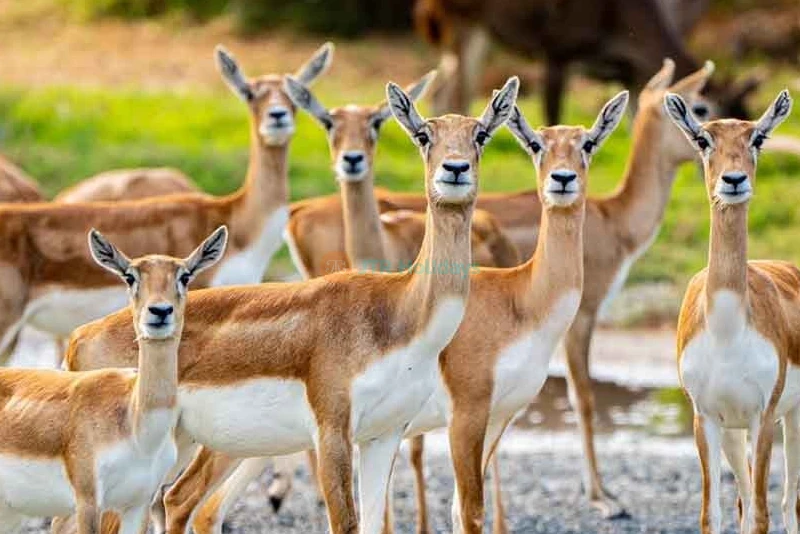 Dubai Safari Park - Best Offers on Tours & Tickets - JTR Holidays - Image 6 of 8