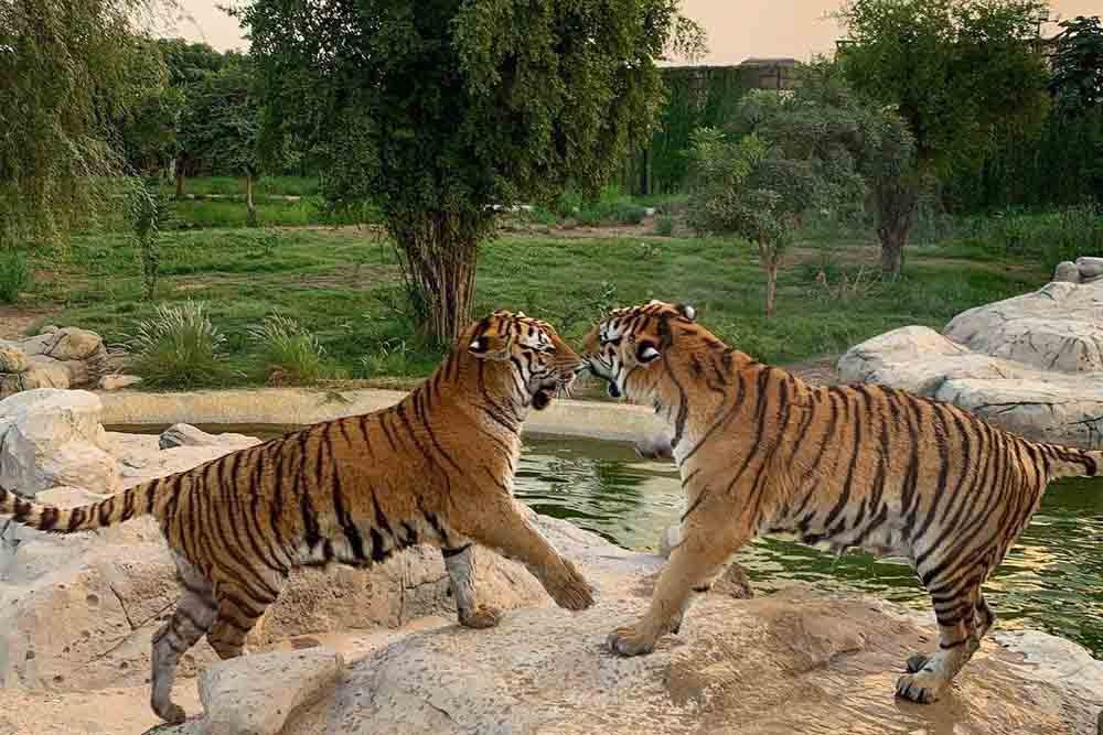 Dubai Safari Park - Image 7 of 8
