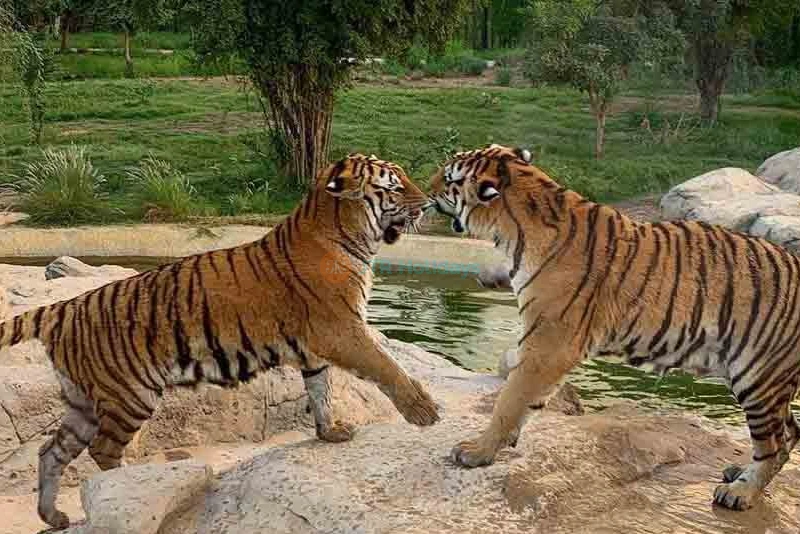 Dubai Safari Park - Best Offers on Tours & Tickets - JTR Holidays - Image 7 of 8