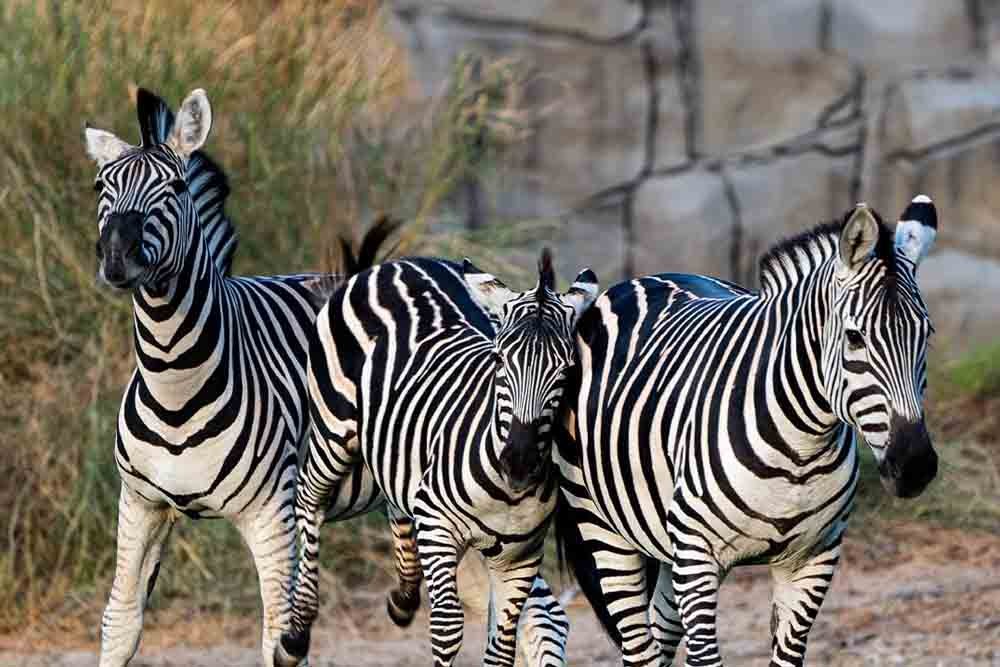 Dubai Safari Park - Image 8 of 8