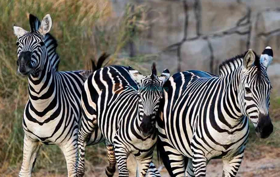 Dubai Safari Park - Best Offers on Tours & Tickets - JTR Holidays