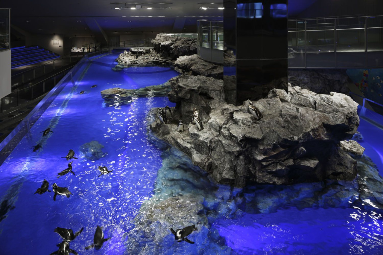 Sumida Aquarium - Book Sumida Aquarium entry tickets in Tokyo Skytree Town for relaxed aquatic views of penguins, jellyfish, eels & goldfish. Chat with breeding staff, wheelchair accessible, flash-free photos. Free for 0-2 yrs; open 10AM-8PM Mon-Fri (9AM-9PM weekends) park-like Tokyo family attraction! Sumida Aquarium - Image 3 of 5