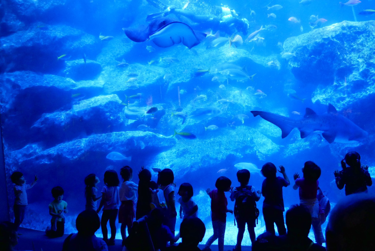 Sumida Aquarium - Book Sumida Aquarium entry tickets in Tokyo Skytree Town for relaxed aquatic views of penguins, jellyfish, eels & goldfish. Chat with breeding staff, wheelchair accessible, flash-free photos. Free for 0-2 yrs; open 10AM-8PM Mon-Fri (9AM-9PM weekends) park-like Tokyo family attraction! Sumida Aquarium - Image 4 of 5