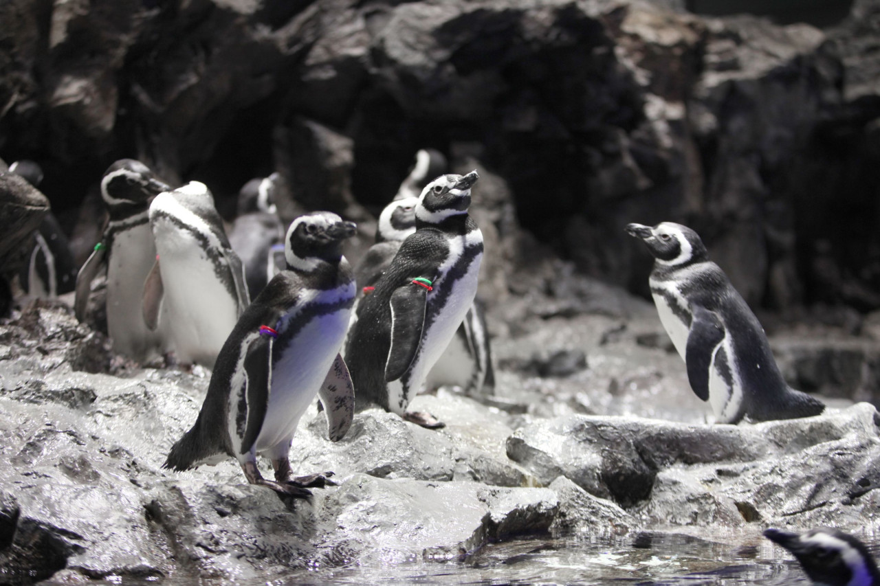 墨田水族馆 - 图片 2 的 5