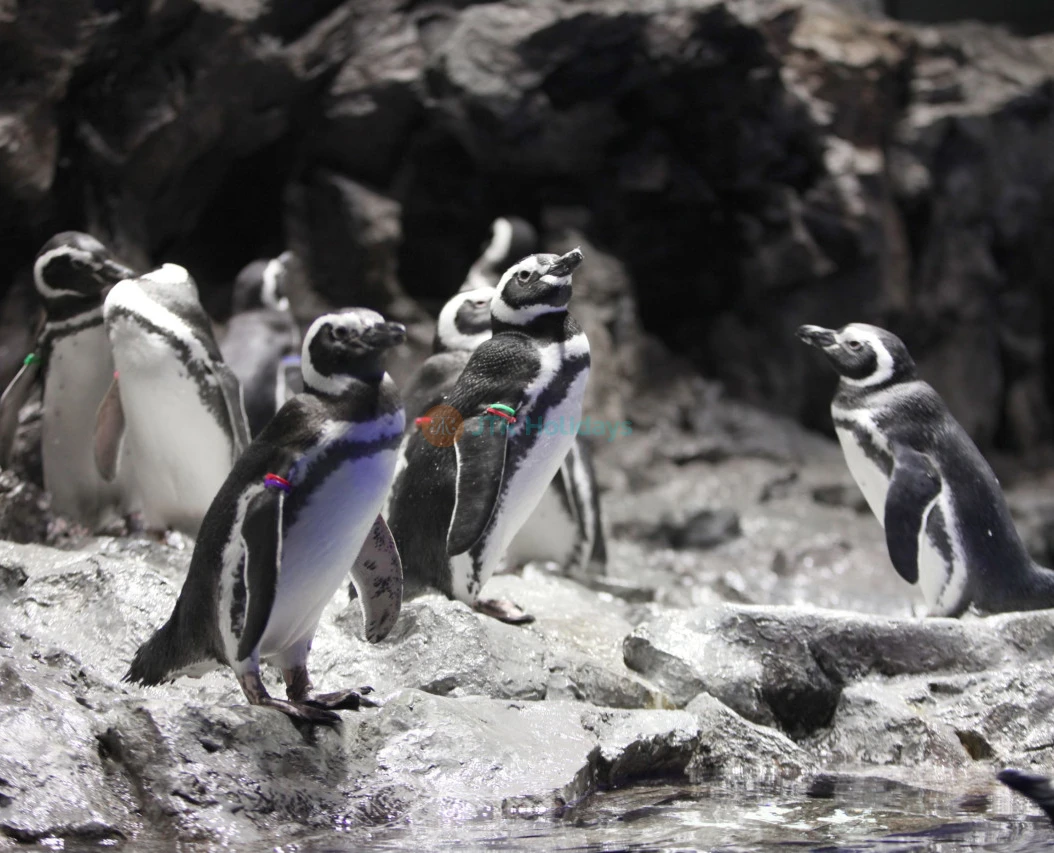 Sumida Aquarium - Image 2 of 5