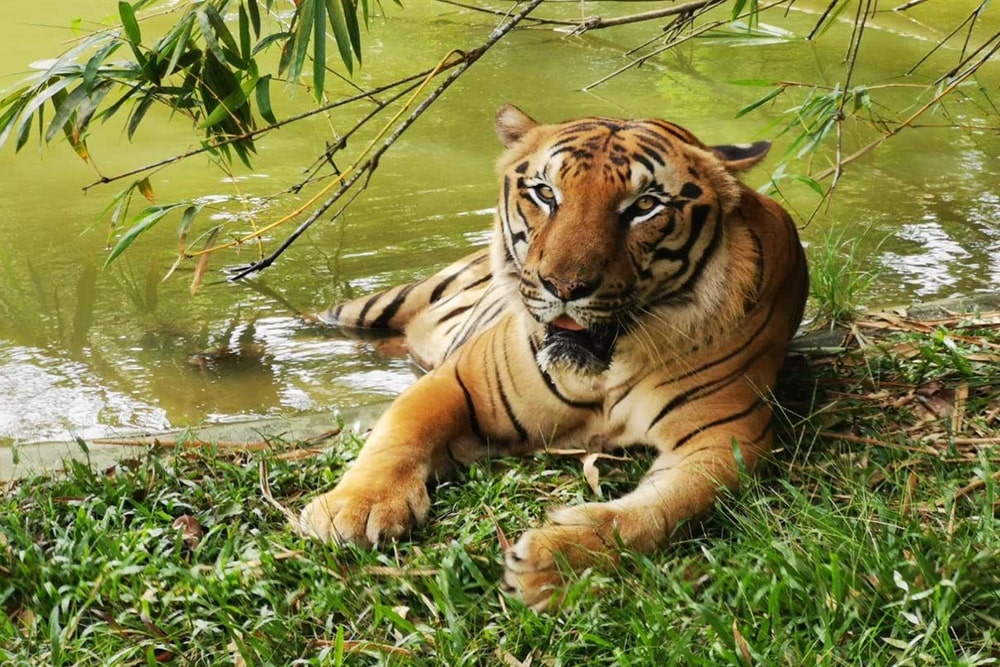 말라카 아파모사 티켓 - Image 1 of 6