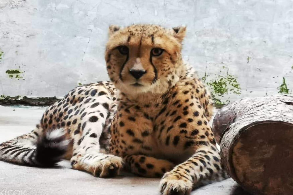 말라카 아파모사 티켓 - Image 3 of 6