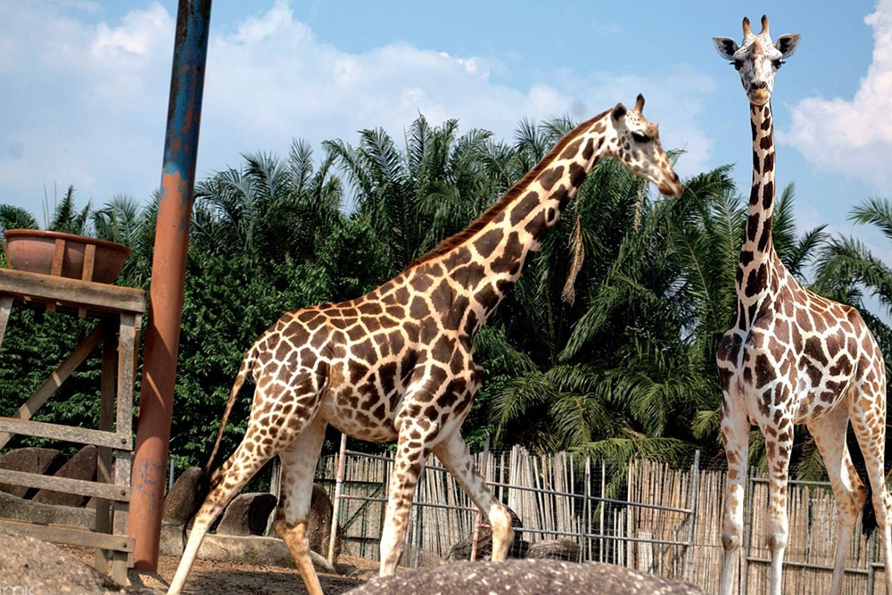 말라카 아파모사 티켓 - 이미지 5 중 5