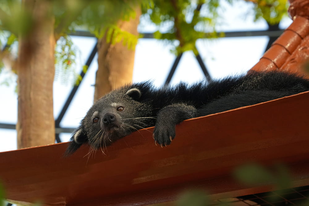 Los Jardines de las Mariposas Abu Dhabi - Imagen 2 de 5