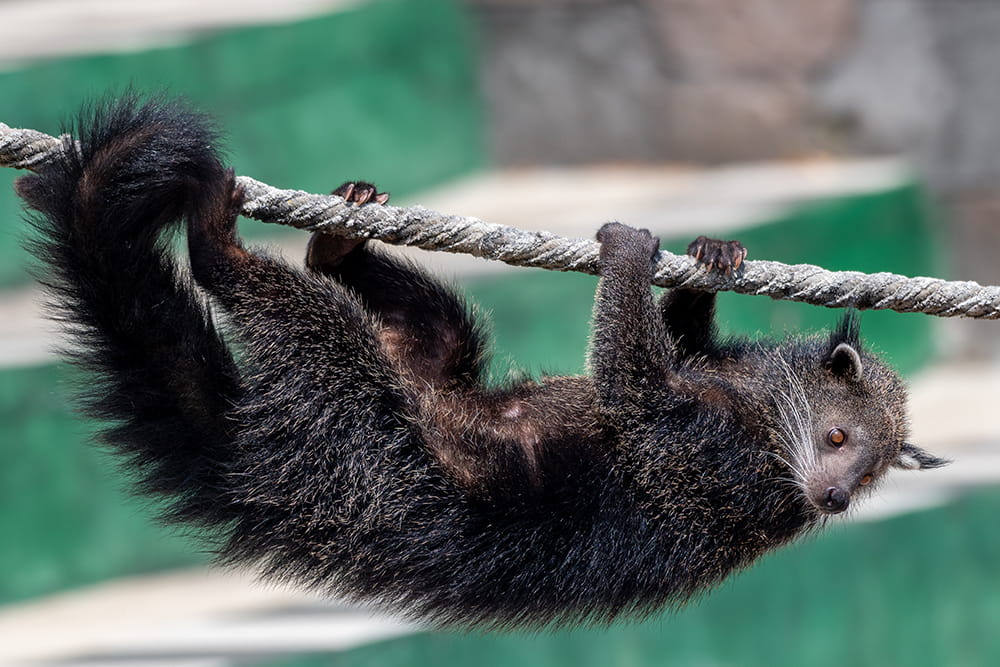 Los Jardines de las Mariposas Abu Dhabi - Image 4 of 8
