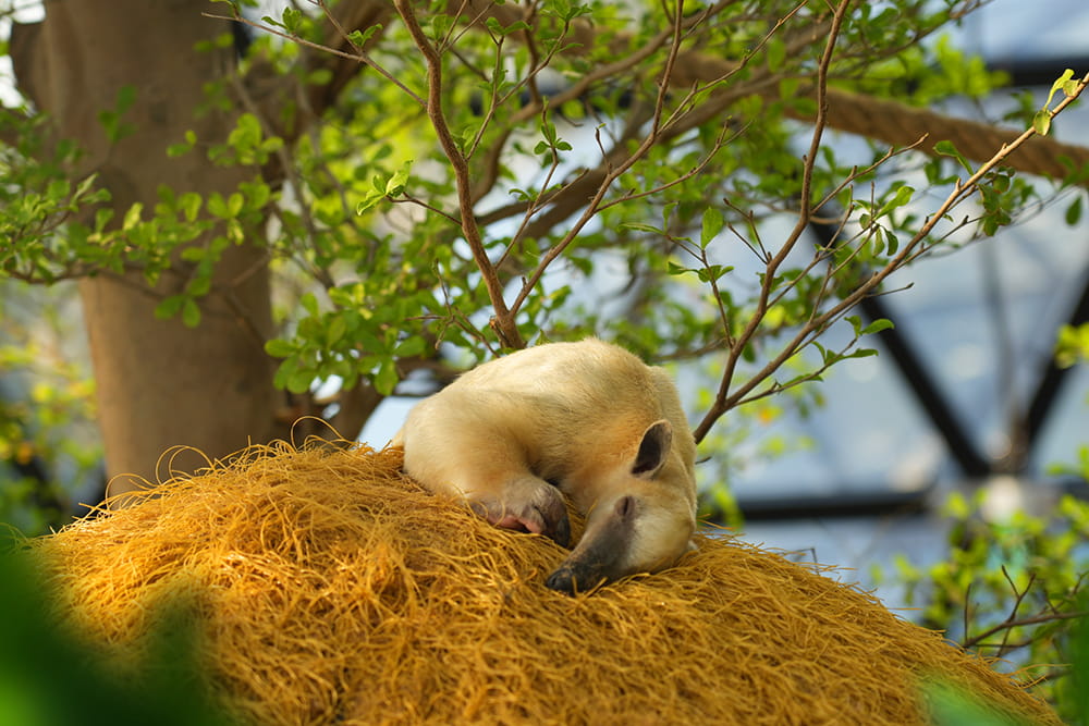 Los Jardines de las Mariposas Abu Dhabi - Image 7 of 8