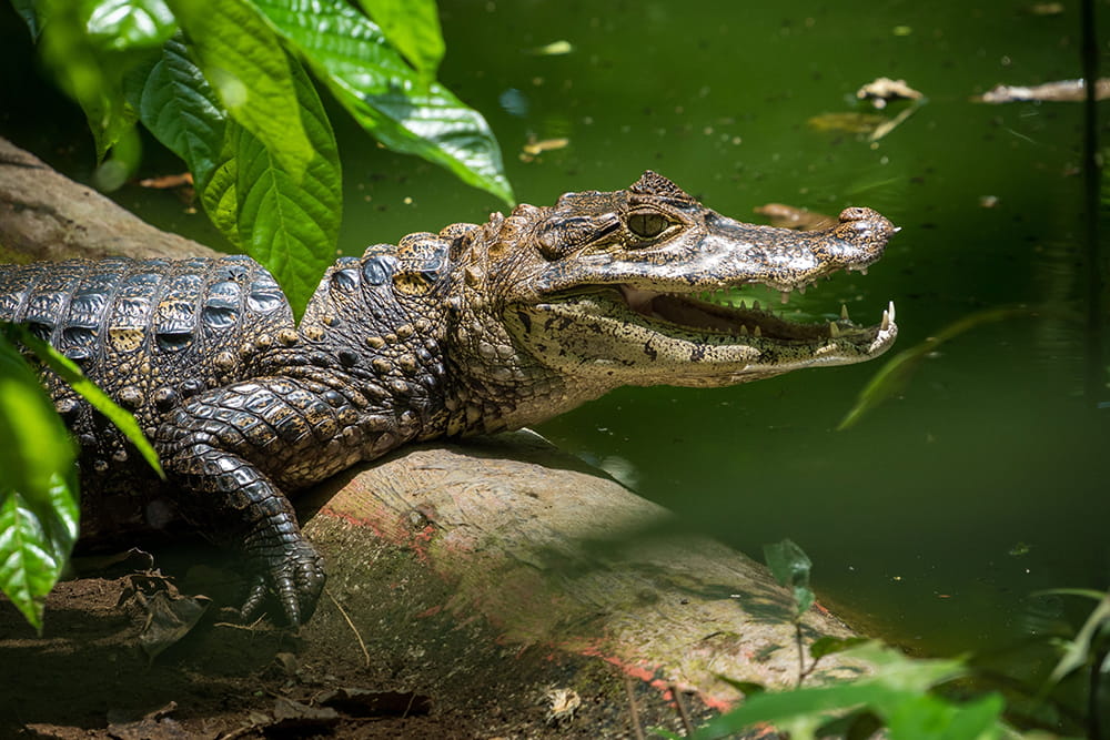 Los Jardines de las Mariposas Abu Dhabi - Image 8 of 8