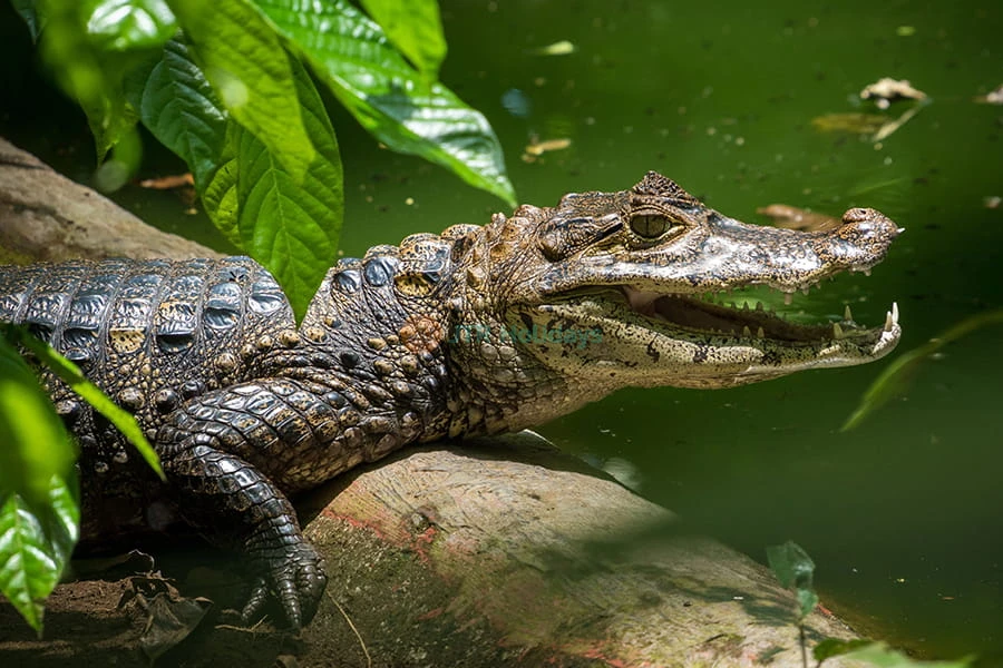 The Butterfly Gardens Abu Dhabi - Image 8 of 8
