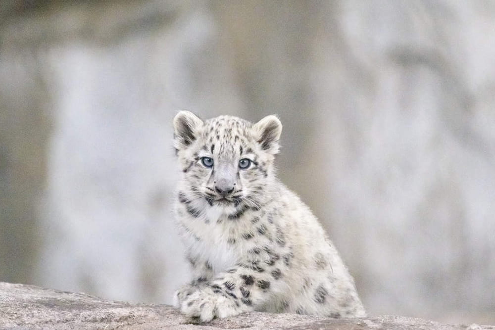 حديقة حيوان ملبورن - Image 1 of 7