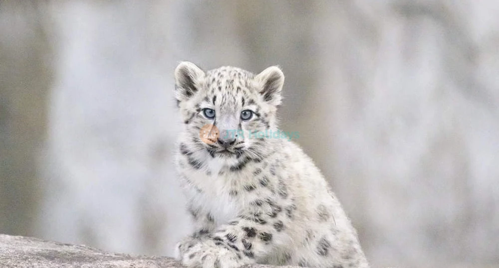 Melbourne Zoo - Image 1 of 5