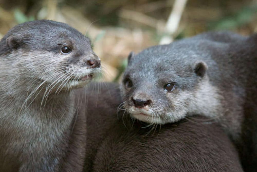 Zoo de Melbourne - Image 2 sur 5