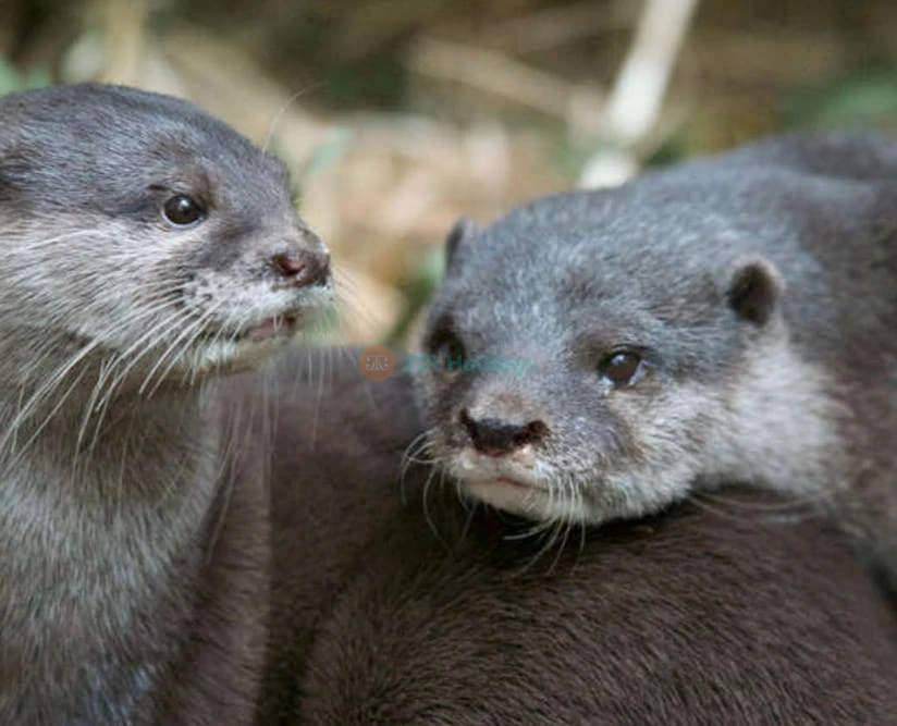 Melbourne Zoo - Image 2 of 5