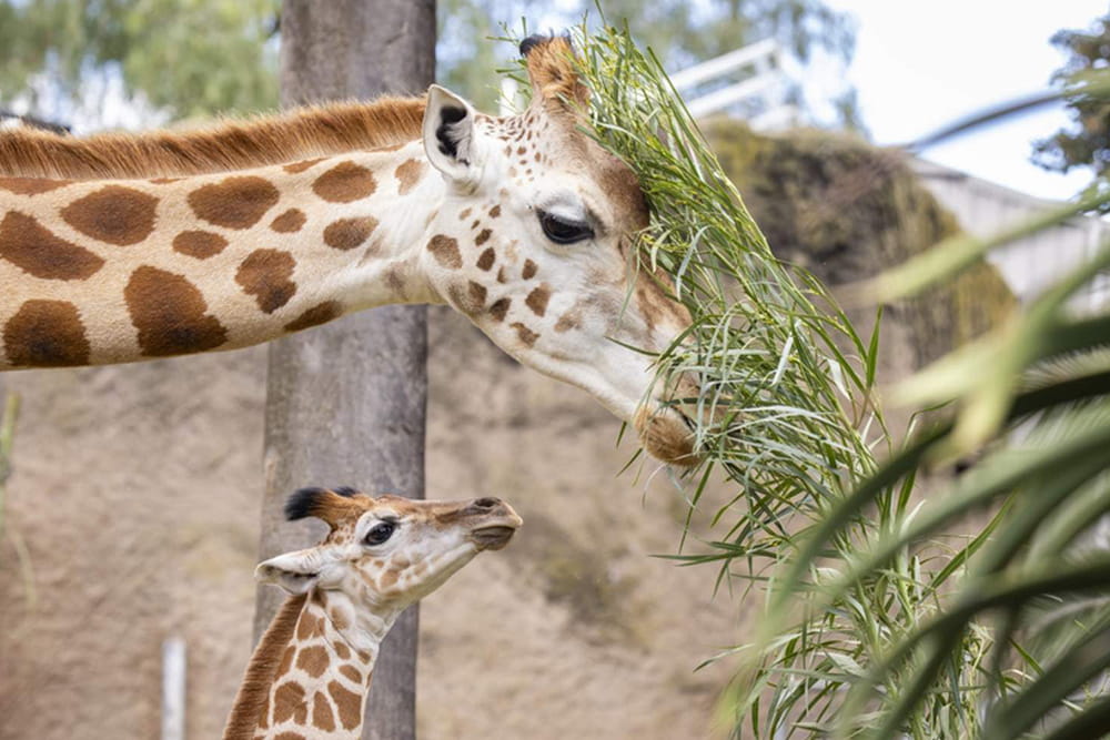 حديقة حيوان ملبورن - صورة 3 من 5