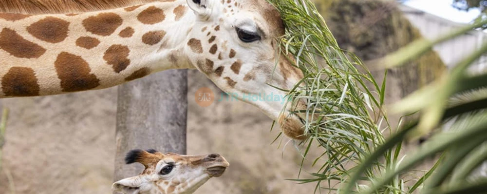 Melbourne Zoo - Image 3 of 5