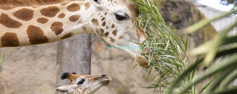 Melbourne Zoo - Image 3 of 5