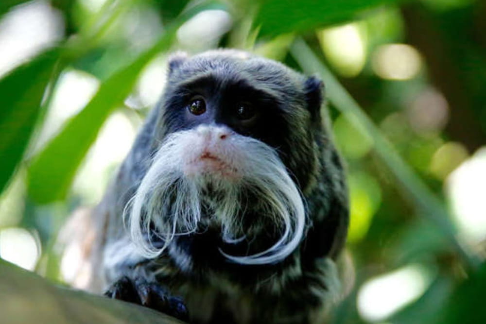 حديقة حيوان ملبورن - صورة 4 من 5