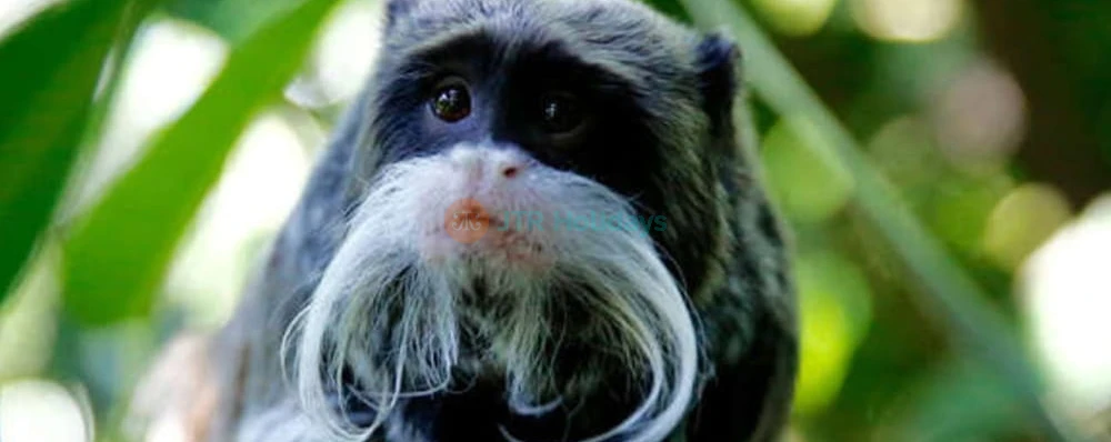 Melbourne Zoo - Image 4 of 5