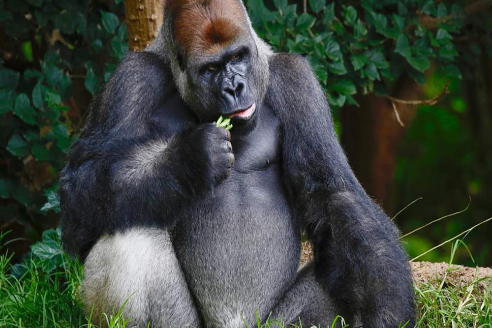 حديقة حيوان ملبورن - Image 6 of 7