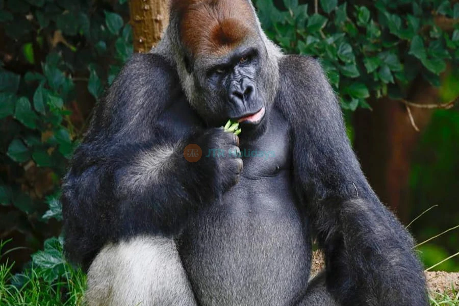 Melbourne Zoo - Image 6 of 7