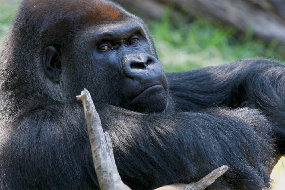 حديقة حيوان ملبورن - Image 7 of 7