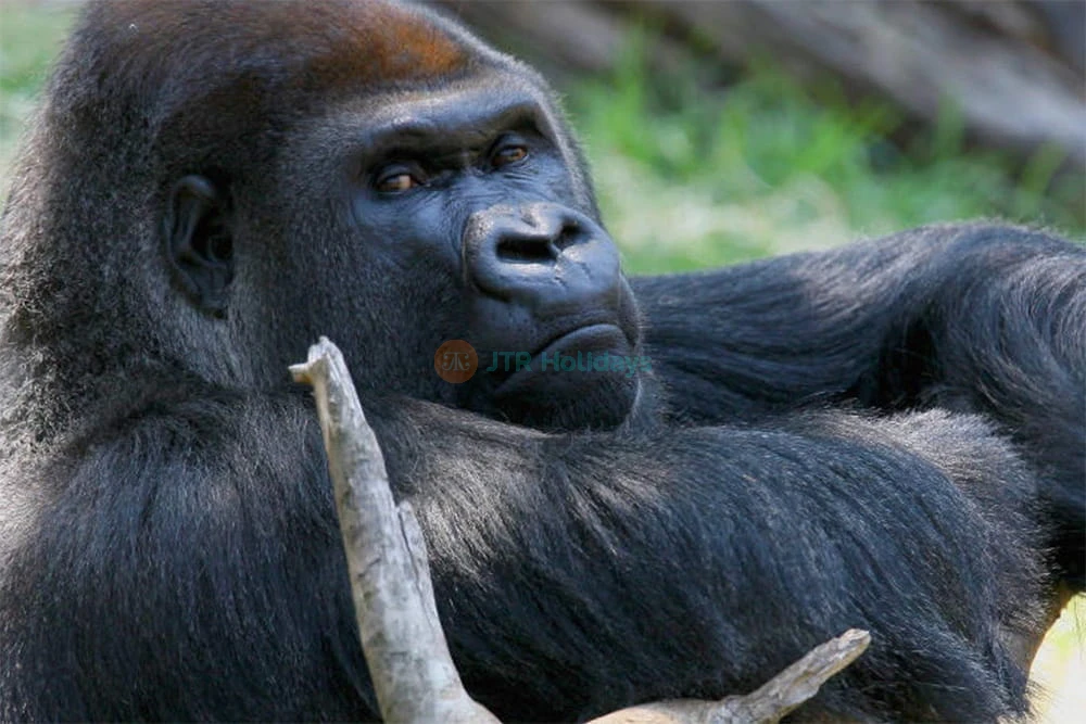 Melbourne Zoo - Image 7 of 7